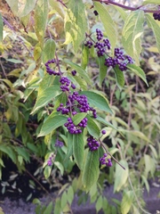 Callicarpa