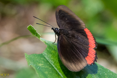 Biblis hyperia