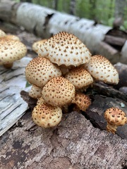 Pholiota