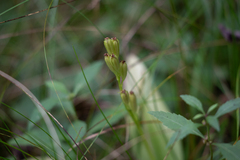 Liparis loeselii