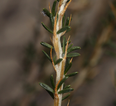 Tetradymia glabrata