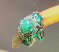 Euglossa dilemma