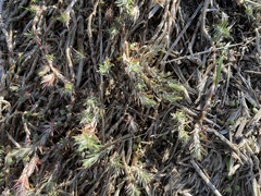 Cardionema ramosissimum