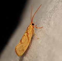 Lactura erythractis