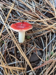 Russula silvicola
