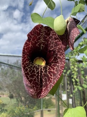 Aristolochia littoralis