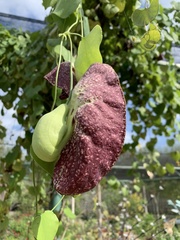 Aristolochia littoralis