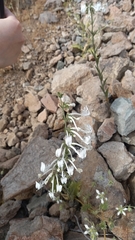 Schizanthus integrifolius