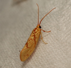 Lactura erythractis