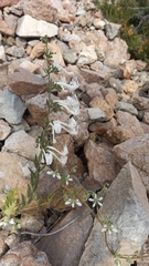 Schizanthus integrifolius