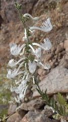 Schizanthus integrifolius