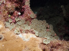 Palythoa heliodiscus