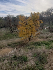 Juglans hindsii