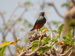 Lamprotornis pulcher