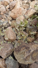 Loasa illapelina