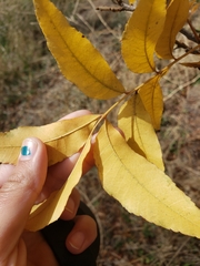 Juglans hindsii