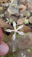 Loasa illapelina