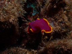Pseudoceros ferrugineus