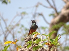 Lamprotornis pulcher