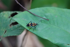 Oncopeltus famelicus