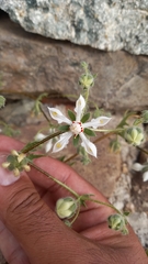 Loasa illapelina
