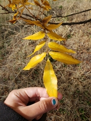 Juglans hindsii