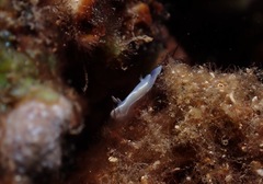 Ardeadoris angustolutea