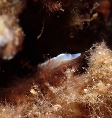 Ardeadoris angustolutea