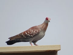 Columba guinea