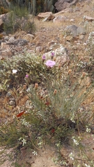 Plectocephalus chilensis