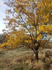 Juglans hindsii