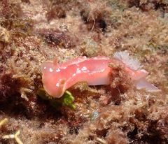 Hexabranchus
