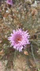 Plectocephalus chilensis