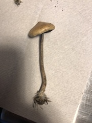 Psilocybe azurescens