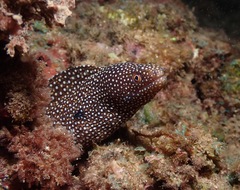 Gymnothorax meleagris