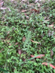 Echinopogon caespitosus