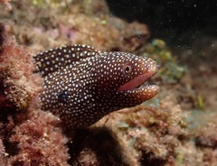 Gymnothorax meleagris