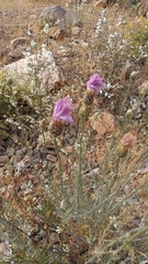 Plectocephalus chilensis