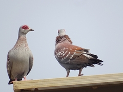 Columba guinea