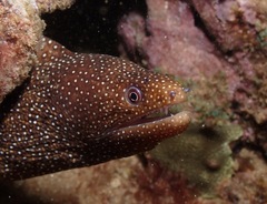 Gymnothorax meleagris