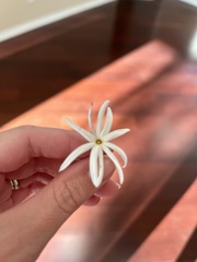 Jasminum multiflorum