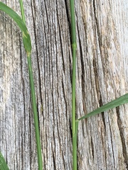 Echinopogon caespitosus
