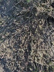 Cardionema ramosissimum