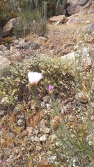 Plectocephalus chilensis