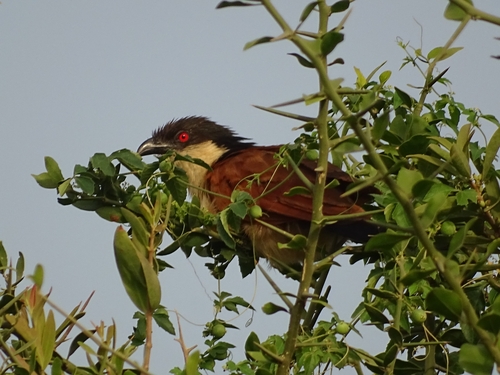 Senegal Coucal