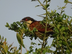 Centropus senegalensis