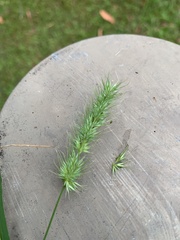 Echinopogon caespitosus