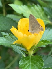 Turnera ulmifolia