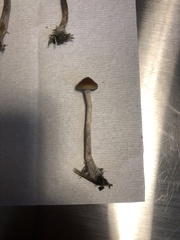 Psilocybe azurescens