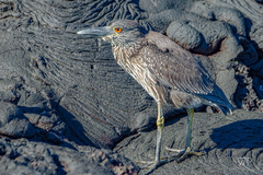 Nyctanassa violacea pauper